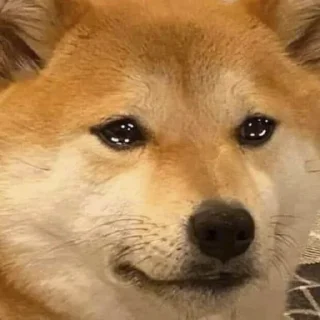 😢 emoji Shiba Telegram sticker 12 of 22