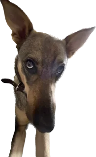 🤔 emoji Шани и Вася Telegram sticker 20 of 39