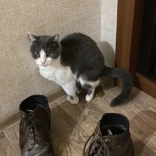 💩 emoji Шани и Вася Telegram sticker 23 of 39