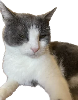 😾 emoji Шани и Вася Telegram sticker 15 of 39