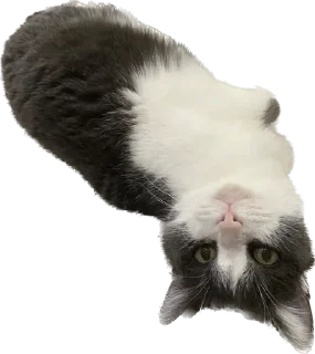 🙃 emoji Шани и Вася Telegram sticker 5 of 39