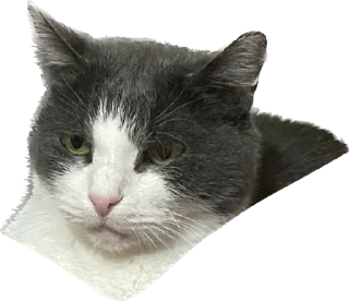 😬 emoji Шани и Вася Telegram sticker 10 of 39