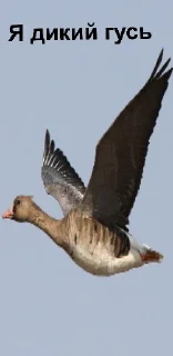 🦢 emoji Говорит Топаз Telegram sticker 18 of 31