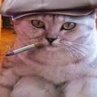 🚬 emoji Cats pack Telegram sticker 12 of 22