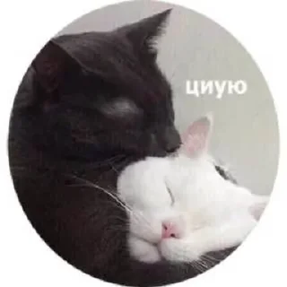 😽 emoji Alenaeit Telegram sticker 6 of 17