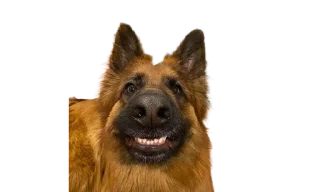Sticker from micro gsd