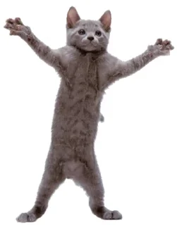 Sticker from Let`s Danse @TVstickers