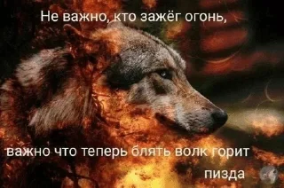 🌟 emoji привет котакбас Telegram sticker 5 of 67