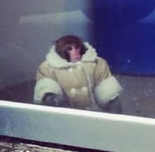 🐒 emoji Обезьяны MP Telegram sticker 7 of 54