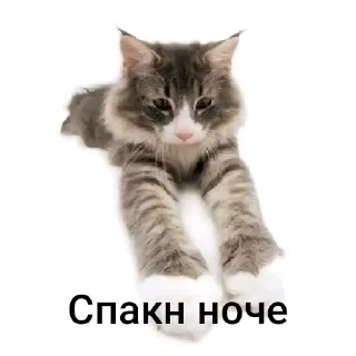 Sticker from Котики