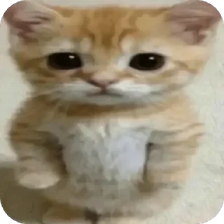 😐 emoji Ваники - драники, хз ➡️ @Ctikerubot Telegram sticker 21 of 90