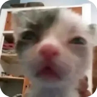 😳 emoji Ваники - драники, хз ➡️ @Ctikerubot Telegram sticker 24 of 90