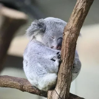 Sticker from 🐨 KOAL