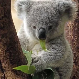 🌟 emoji 🐨 KOAL Telegram sticker 15 of 55