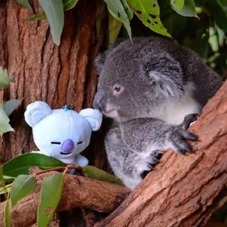 🌟 emoji 🐨 KOAL Telegram sticker 11 of 55