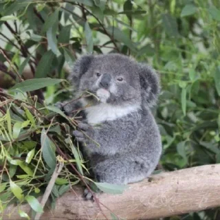 🌟 emoji 🐨 KOAL Telegram sticker 7 of 55
