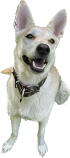Sticker from Шанти