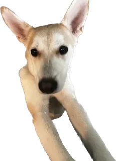 🌟 emoji Шанти Telegram sticker 6 of 6