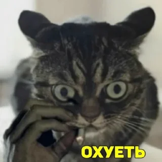 😦 emoji Конч Unity Telegram sticker 5 of 54