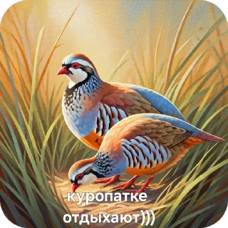 Sticker from КУРОПАТКИ