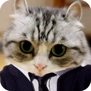 🐱 emoji Пуш 50 ка стики by @OTCHIM148852228z Telegram sticker 11 of 17