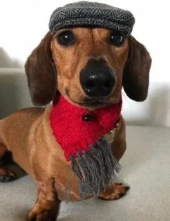Sticker from dachshund