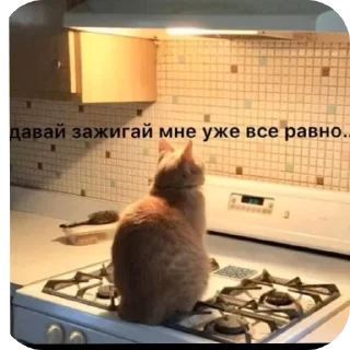 🐱 emoji секс Telegram sticker 11 of 28