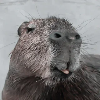 🫘 emoji » 🫘 capybara ! - @smstickerr Telegram sticker 15 of 40