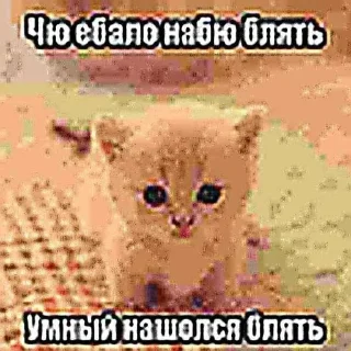 😡 emoji @ktupidboysandgirls котятки Telegram sticker 6 of 58