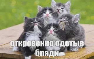 😌 emoji @ktupidboysandgirls котятки Telegram sticker 16 of 58