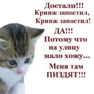 😢 emoji @ktupidboysandgirls котятки Telegram sticker 11 of 58