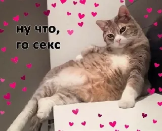 Sticker from Люблю мемы с котами