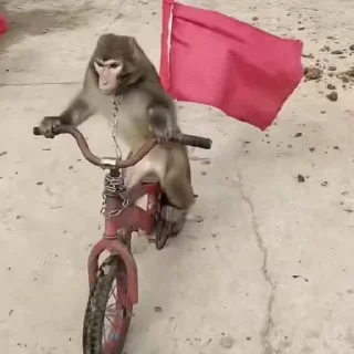 🚲 emoji манкей пон Telegram sticker 16 of 21