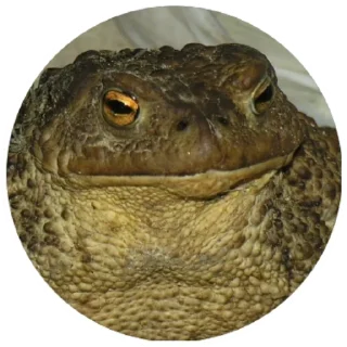 😤 emoji Жабы(@alp_stickers) Telegram sticker 6 of 30