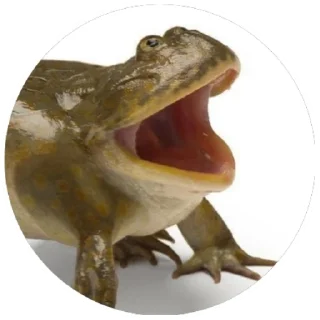 😨 emoji Жабы(@alp_stickers) Telegram sticker 10 of 30