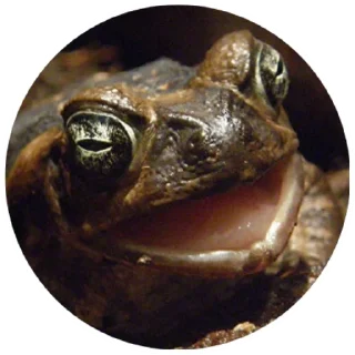 😲 emoji Жабы(@alp_stickers) Telegram sticker 12 of 30