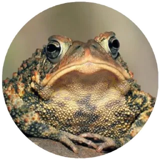 😟 emoji Жабы(@alp_stickers) Telegram sticker 8 of 30