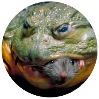 Sticker from Жабы(@alp_stickers)