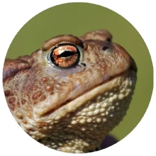 😑 emoji Жабы(@alp_stickers) Telegram sticker 15 of 30