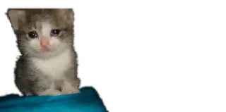 😭 emoji Мікро-Кішки Telegram sticker 19 of 120