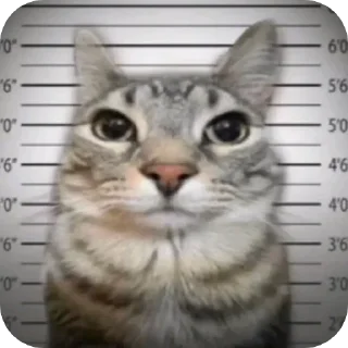 😽 emoji Кошки правят миром Вобла (feat. Мина) Telegram sticker 14 of 30