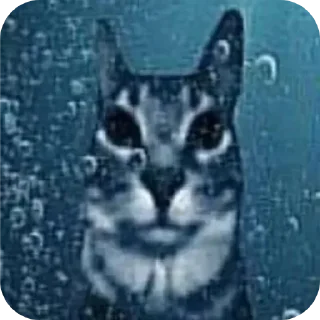 🐱 emoji Кошки правят миром Вобла (feat. Мина) Telegram sticker 10 of 30