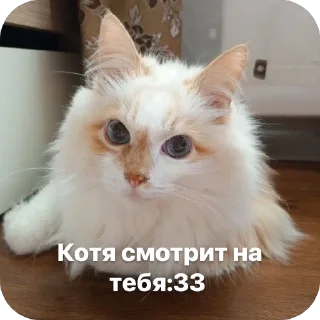 🐱 emoji Квдаробика 🌿🐾 by @stqrapp Telegram sticker 15 of 45
