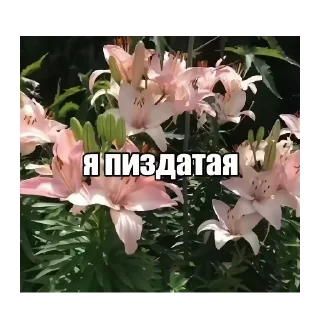 🌸 emoji мерзлосьть Telegram sticker 18 of 50