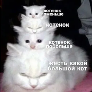 😸 emoji м1р не исправ1м @vn9tr1tem @vn9tr1tem0 Telegram sticker 14 of 58