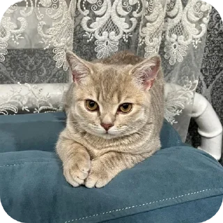 🐱 emoji Хьаст ➡️ @Ctikerubot Telegram sticker 19 of 21