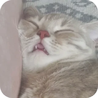🐱 emoji Хьаст ➡️ @Ctikerubot Telegram sticker 7 of 21