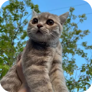 🐱 emoji Хьаст ➡️ @Ctikerubot Telegram sticker 9 of 21