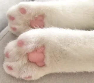Sticker from ฅ_Cats_ฅ