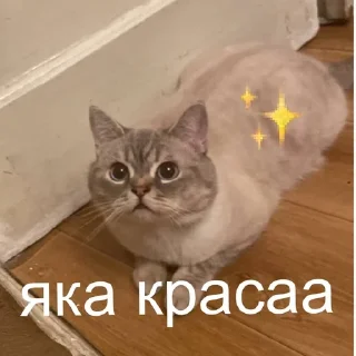 😍 emoji catsanddogs Telegram sticker 13 of 56